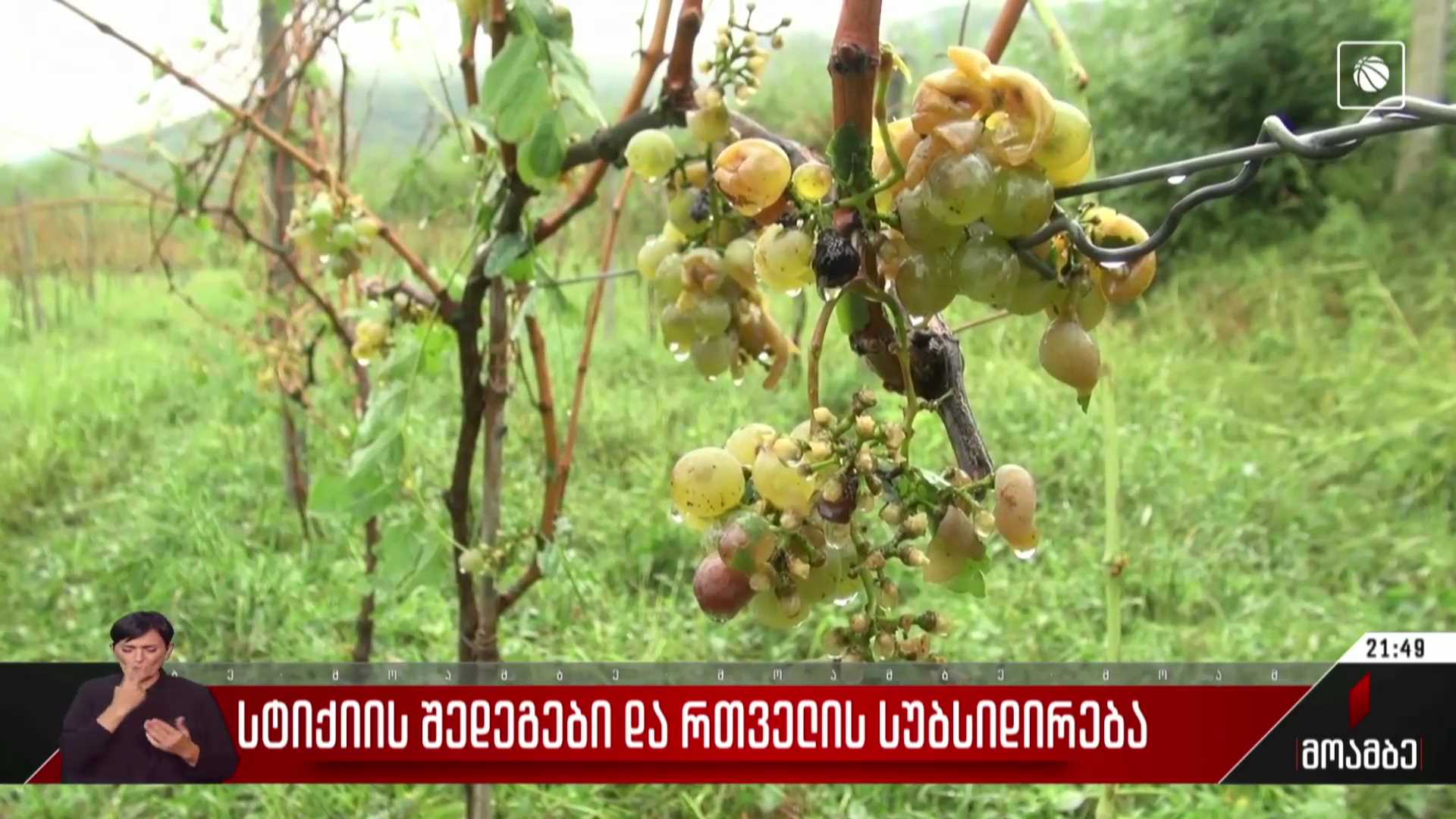 სტიქიის შედეგები და რთველის სუბსიდირება