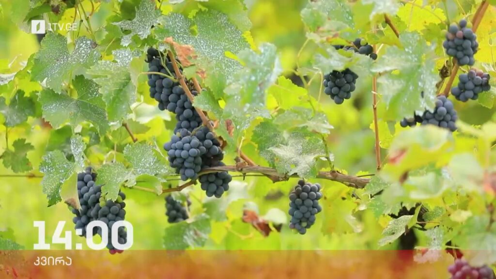 „ფერმა“ – პირველ ოქტომბერს, 14:00