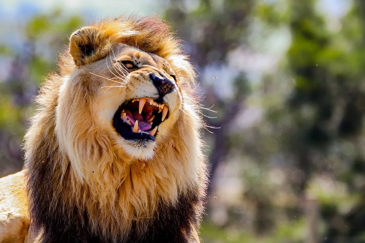 აფრიკაში არის ერთი მტაცებელი, რომელიც სხვა ცხოველებში უფრო მეტ შიშს აღძრავს, ვიდრე ლომები — #1tvმეცნიერება
