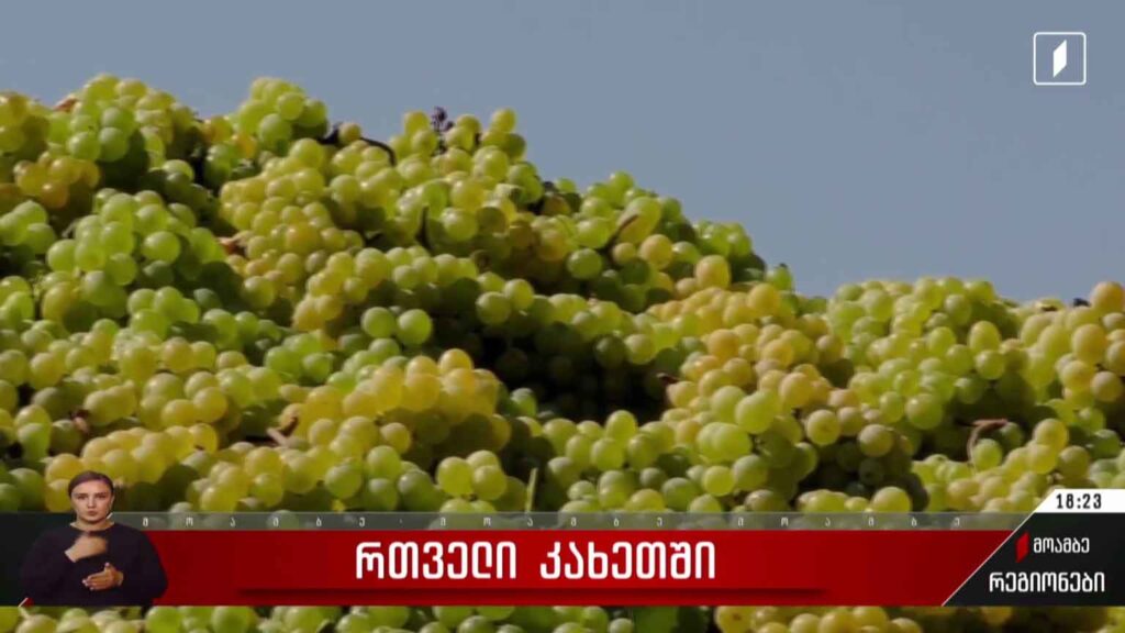 რთველი კახეთში