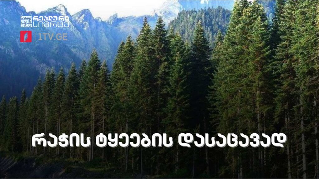 რეალური სივრცე – რაჭის ტყეების დასაცავად #LIVE