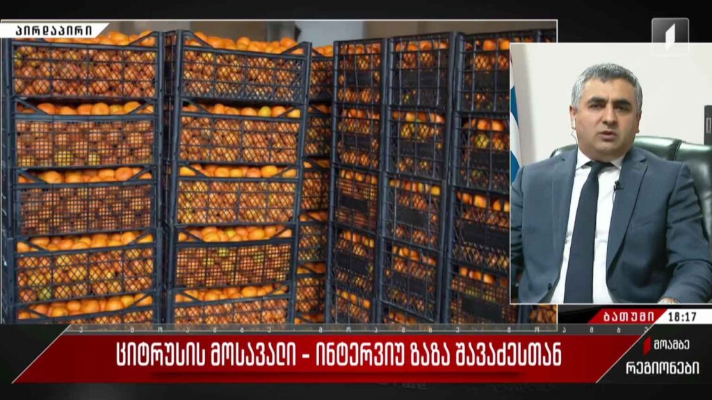 ციტრუსის მოსავალი – ინტერვიუ ზაზა შავაძესთან