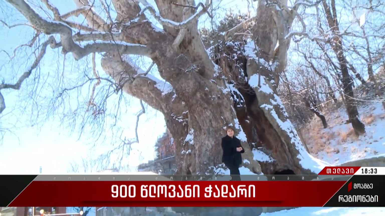 900 წლოვანი ჭადარი