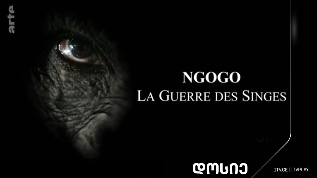 #დოსიე „ნგოგო. მაიმუნების ომი“