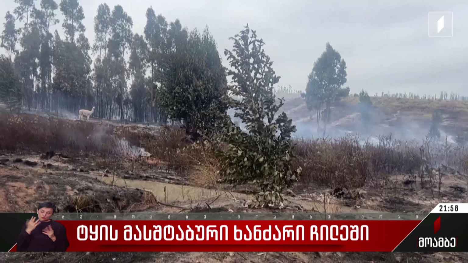 ტყის მასშტაბური ხანძარი ჩილეში