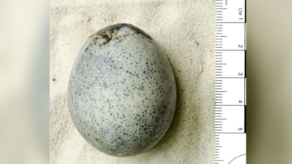 აღმოჩენილია რომაული პერიოდის კვერცხი, რომლის შიგთავსიც ჯერ ისევ თხევადია — #1tvმეცნიერება
