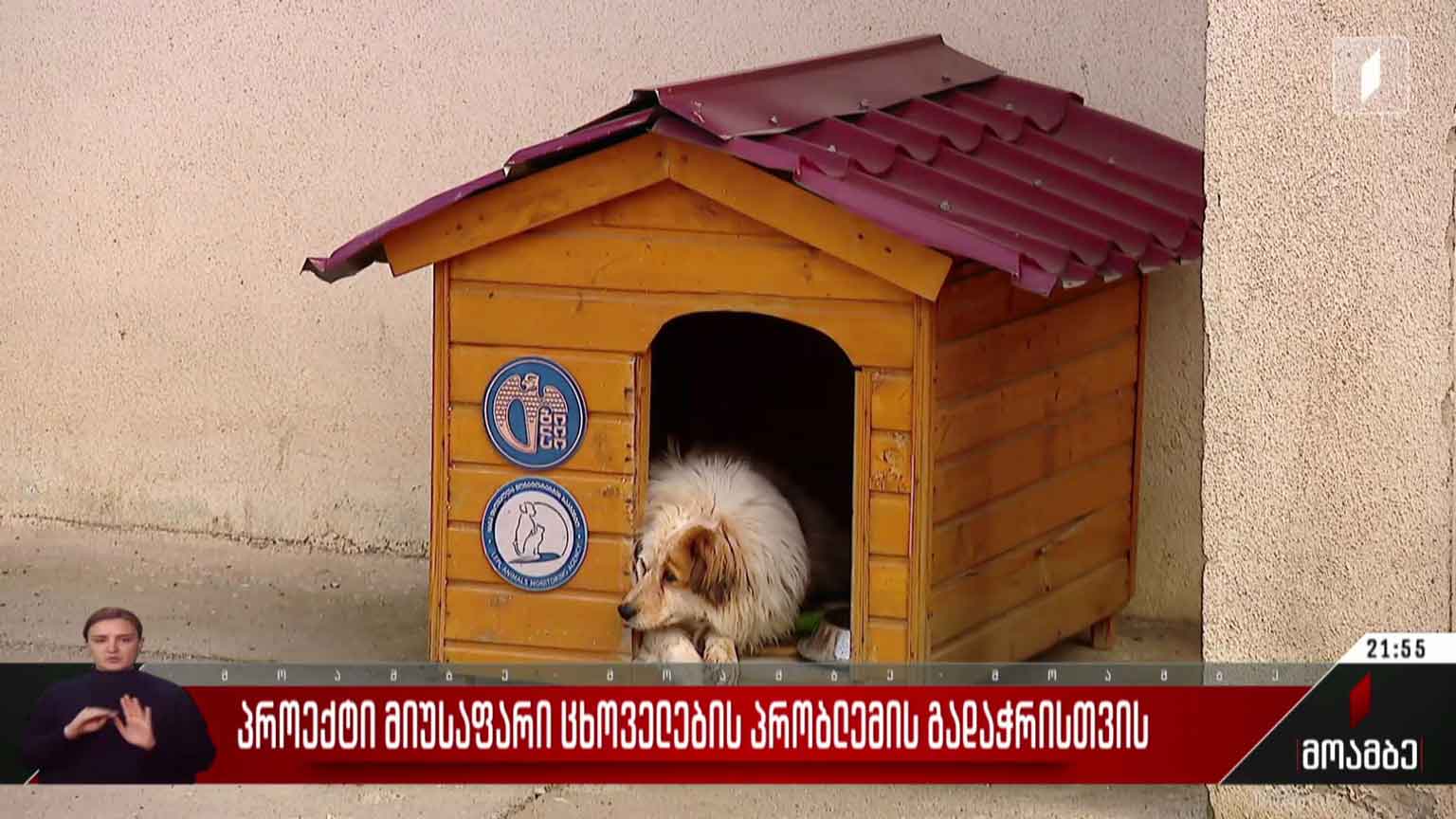 პროექტი მიუსაფარი ცხოველების პრობლემის გადასაჭრელად