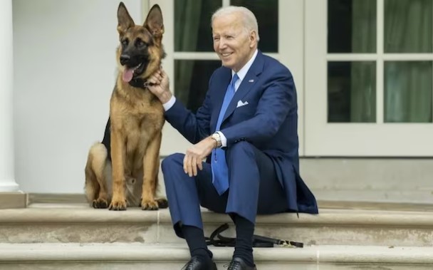 „ბიბისის“ ცნობით, ჯო ბაიდენის ძაღლმა აშშ-ის საიდუმლო სამსახურის აგენტებს, სულ მცირე, 24-ჯერ უკბინა
