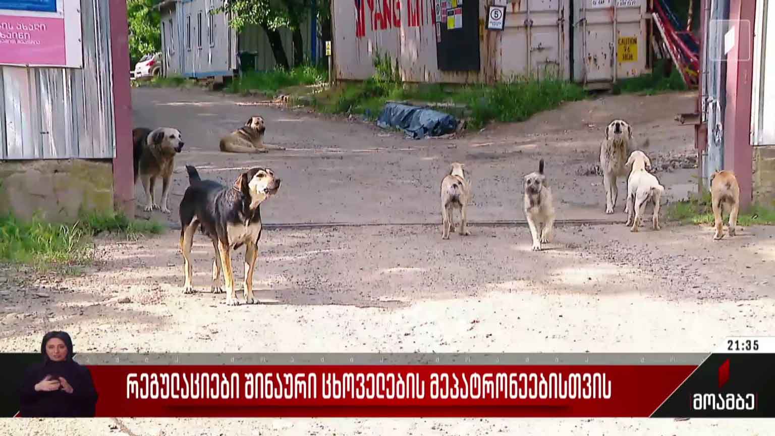 რეგულაციები შინაური ცხოველების მეპატრონეებისთვის