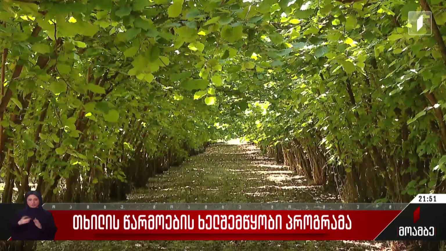 თხილის წარმოების ხელშემწყობი პროგრამა