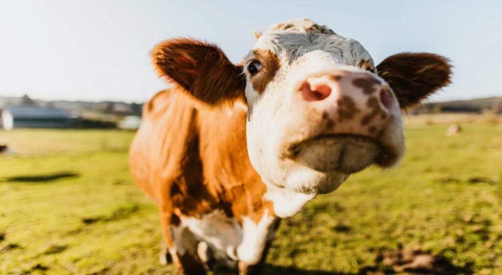 გენური ინჟინერიით გამოიყვანეს ძროხა, რომელიც ადამიანის ინსულინის შემცველ რძეს იწველის — #1tvმეცნიერება
