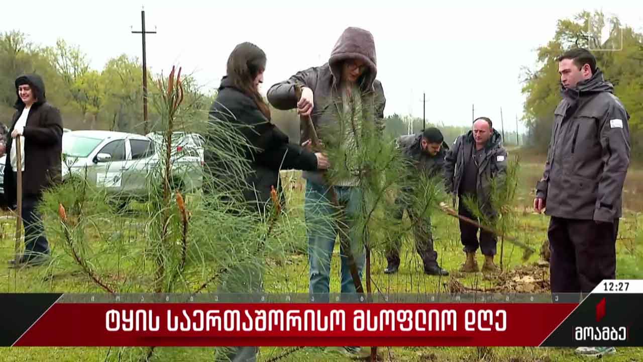 ტყის საერთაშორისო დღე