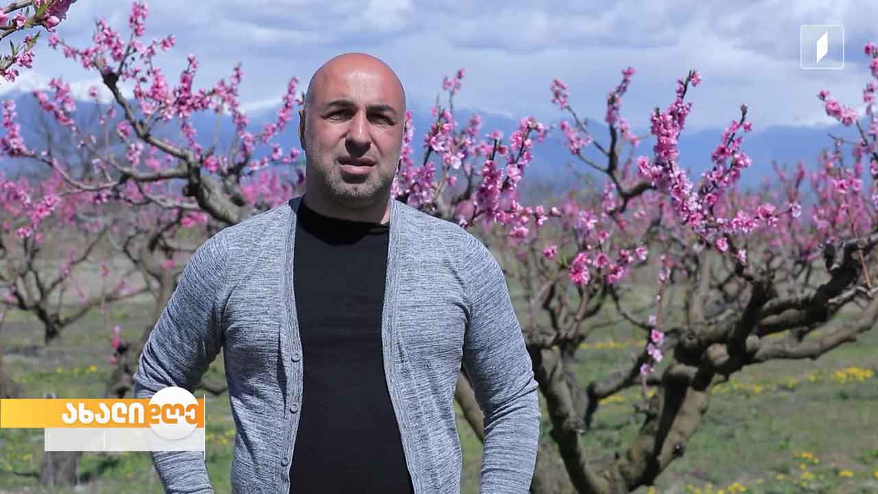 აყვავებული ატმისა და ბლის ხეები - ნიკა გეთიაშვილის მეურნეობა და გაზაფხული გურჯაანში