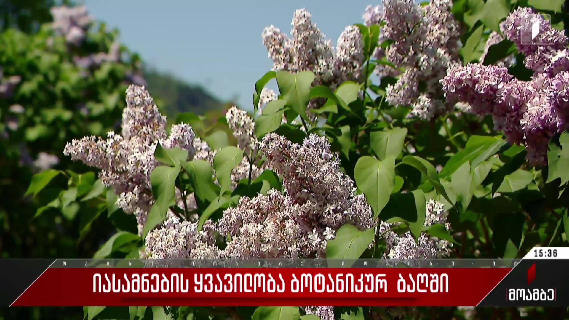 იასამნების ყვავილობა ბოტანიკურ ბაღში