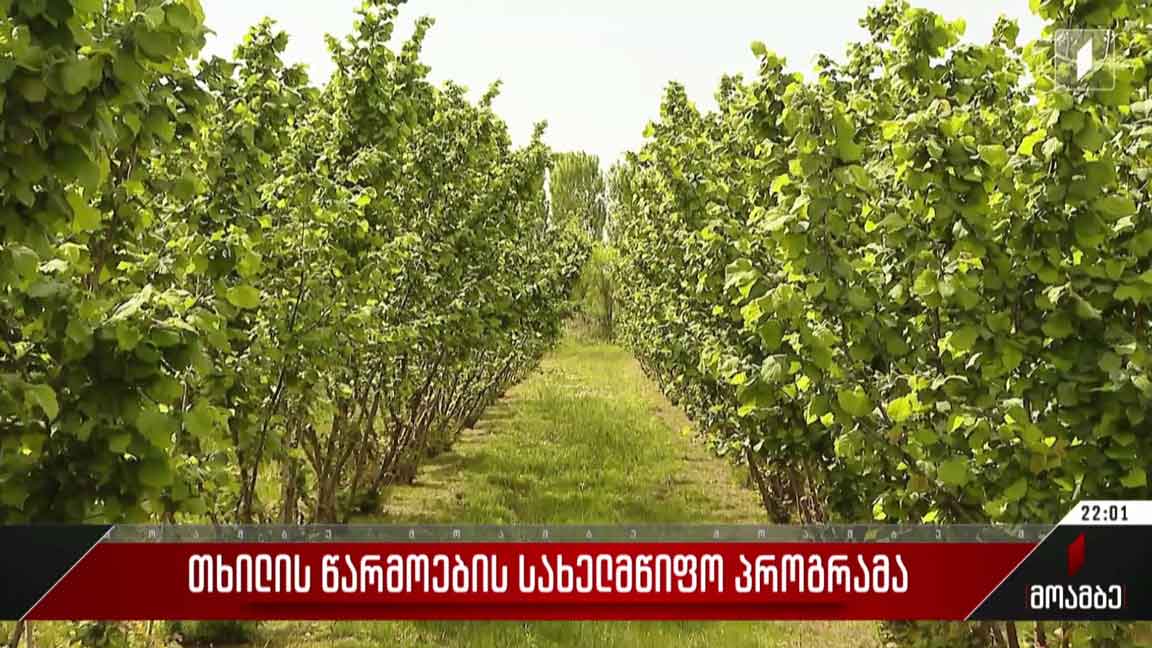 თხილის წარმოების სახელმწიფო პროგრამა