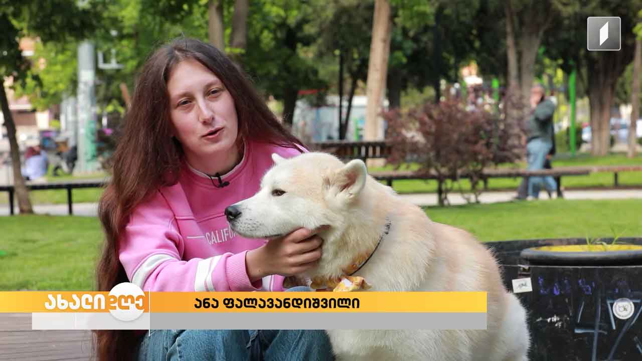 რუბრიკა „აკის პარკი“ - ანის და ტორის მეგობრობის ისტორია / რჩევები აკიტას ჯიშის მოყვარულებს