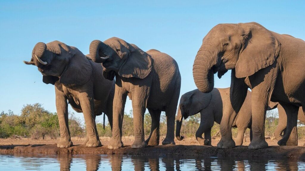 სპილოები ერთმანეთს სახელებს არქმევენ და ისე მიმართავენ — ახალი კვლევა #1tvმეცნიერება