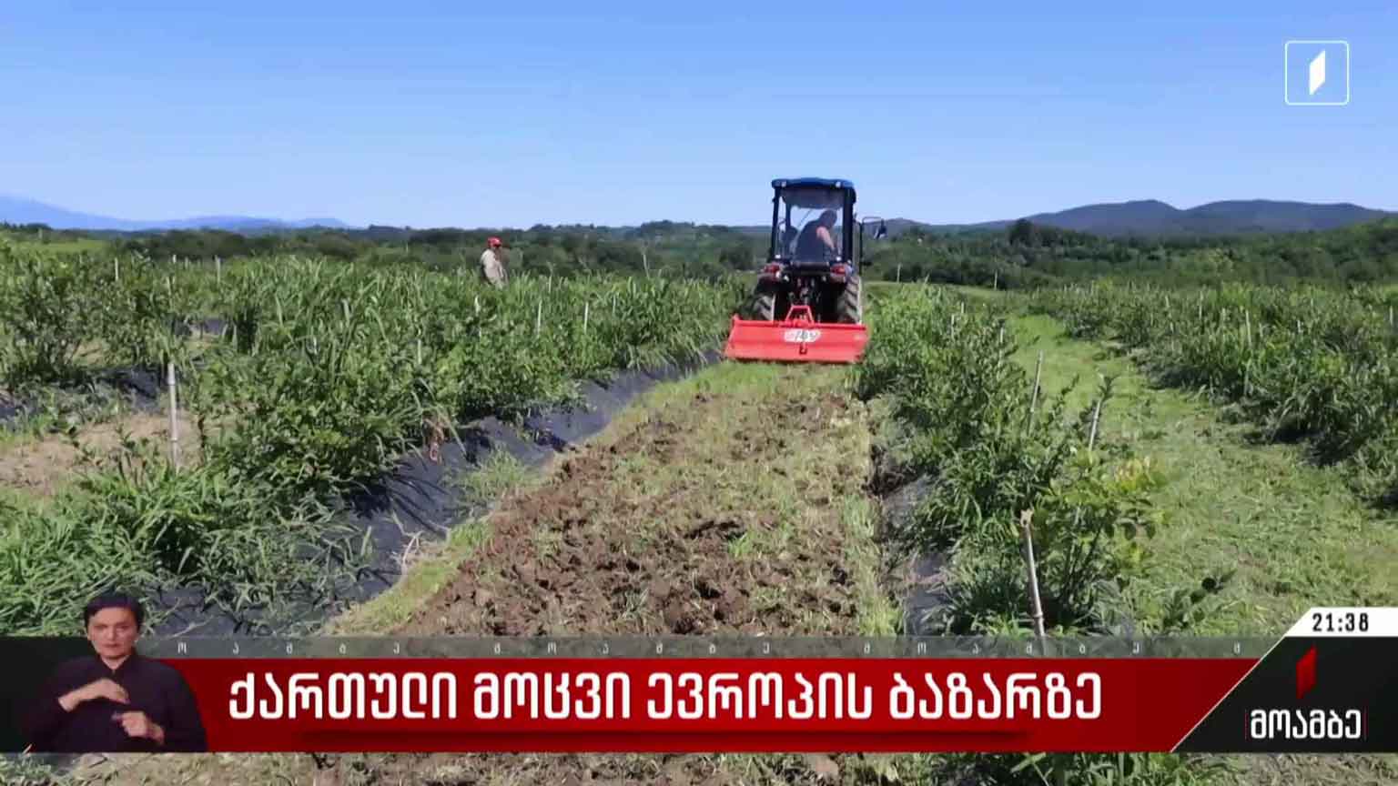 ქართული მოცვი ევროპის ბაზარზე