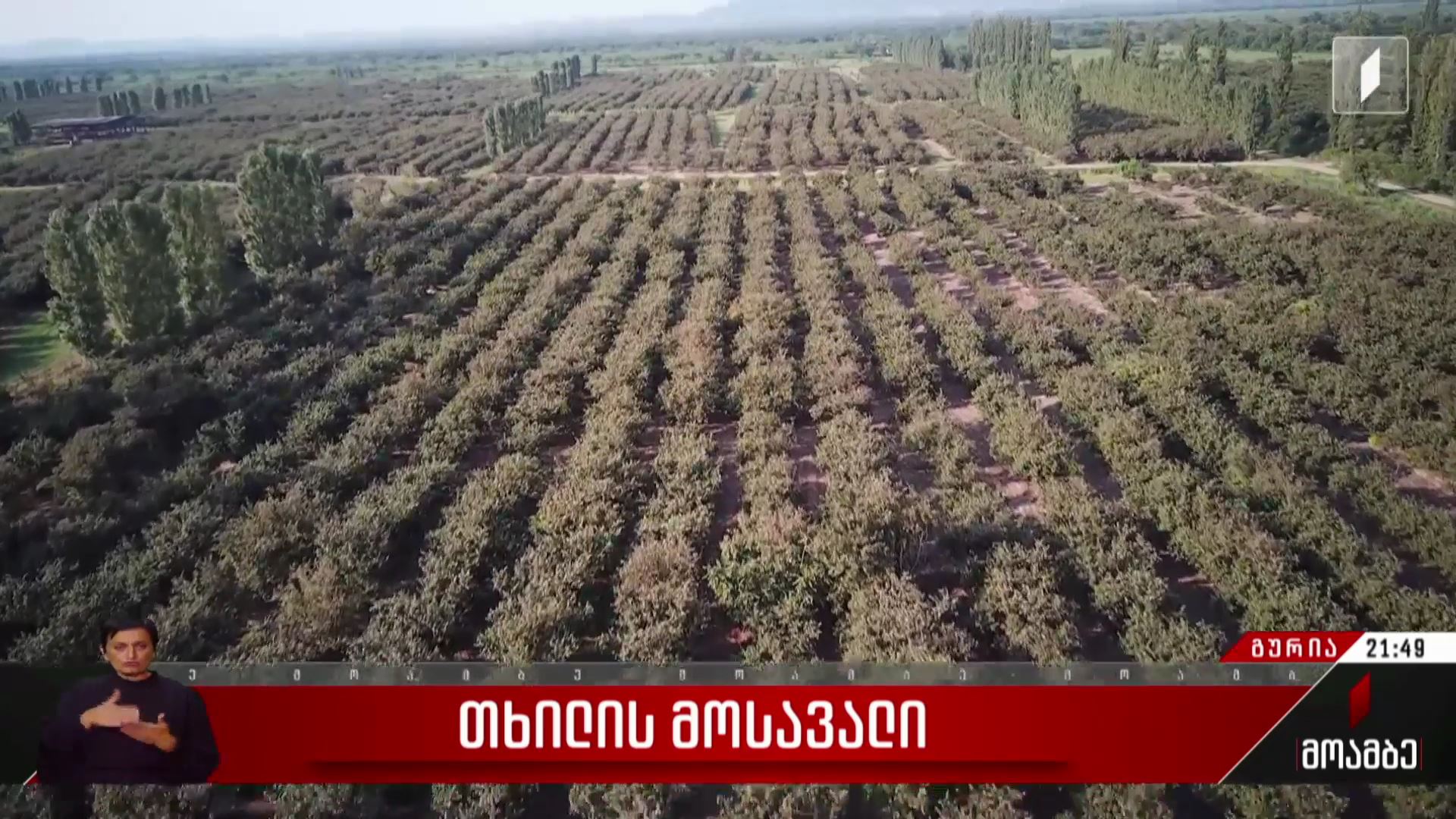 თხილის მოსავალი