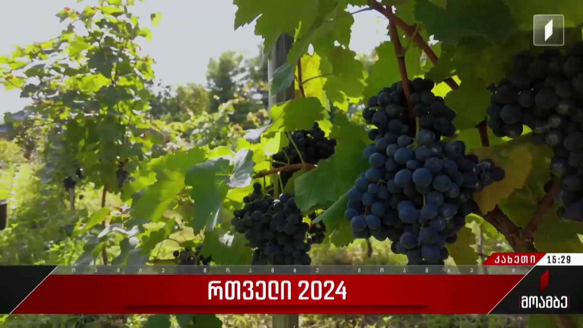 რთველი 2024