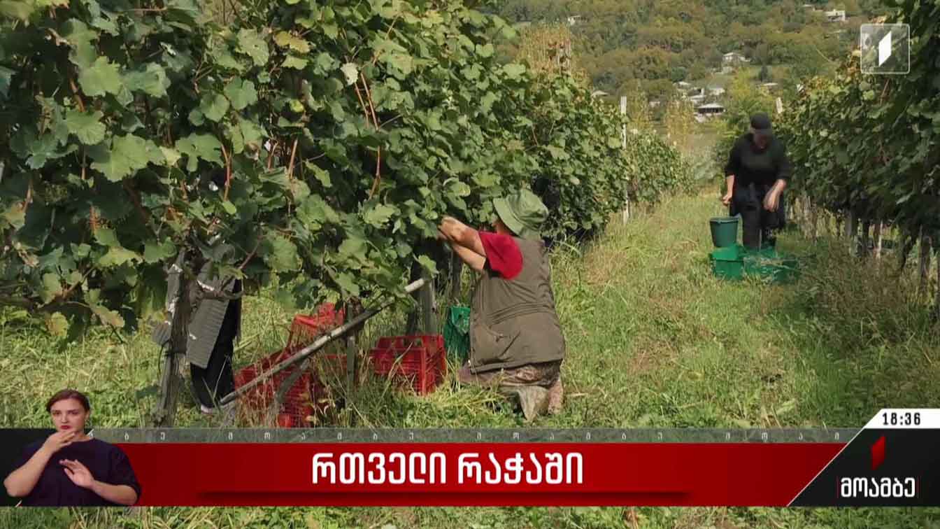 რთველი რაჭაში