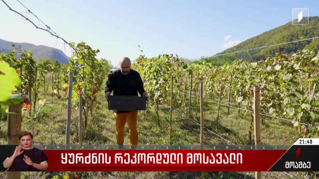 ყურძნის რეკორდული მოსავალი