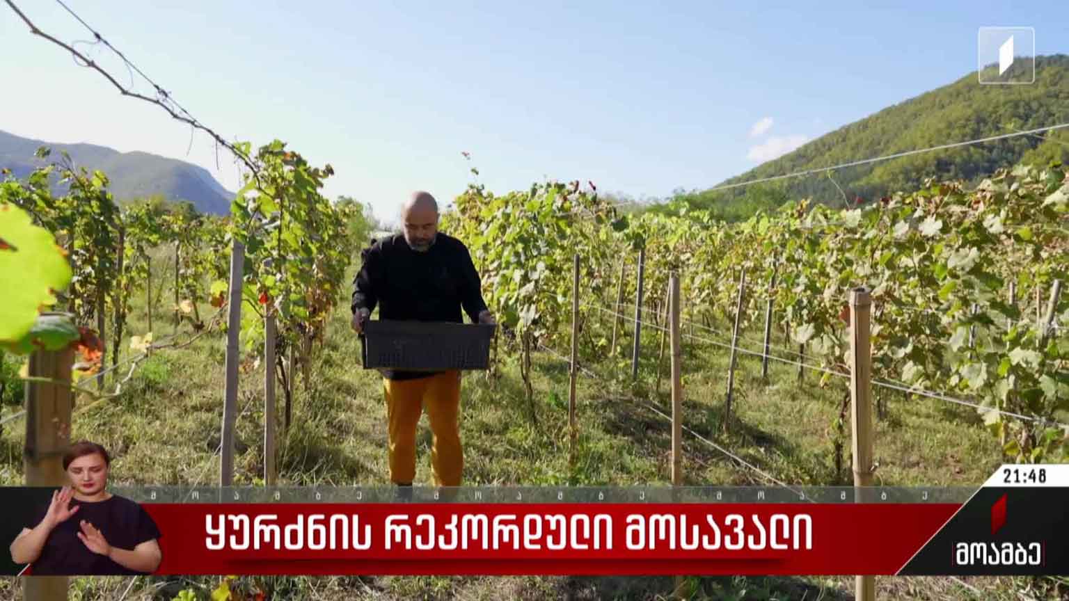 ყურძნის რეკორდული მოსავალი