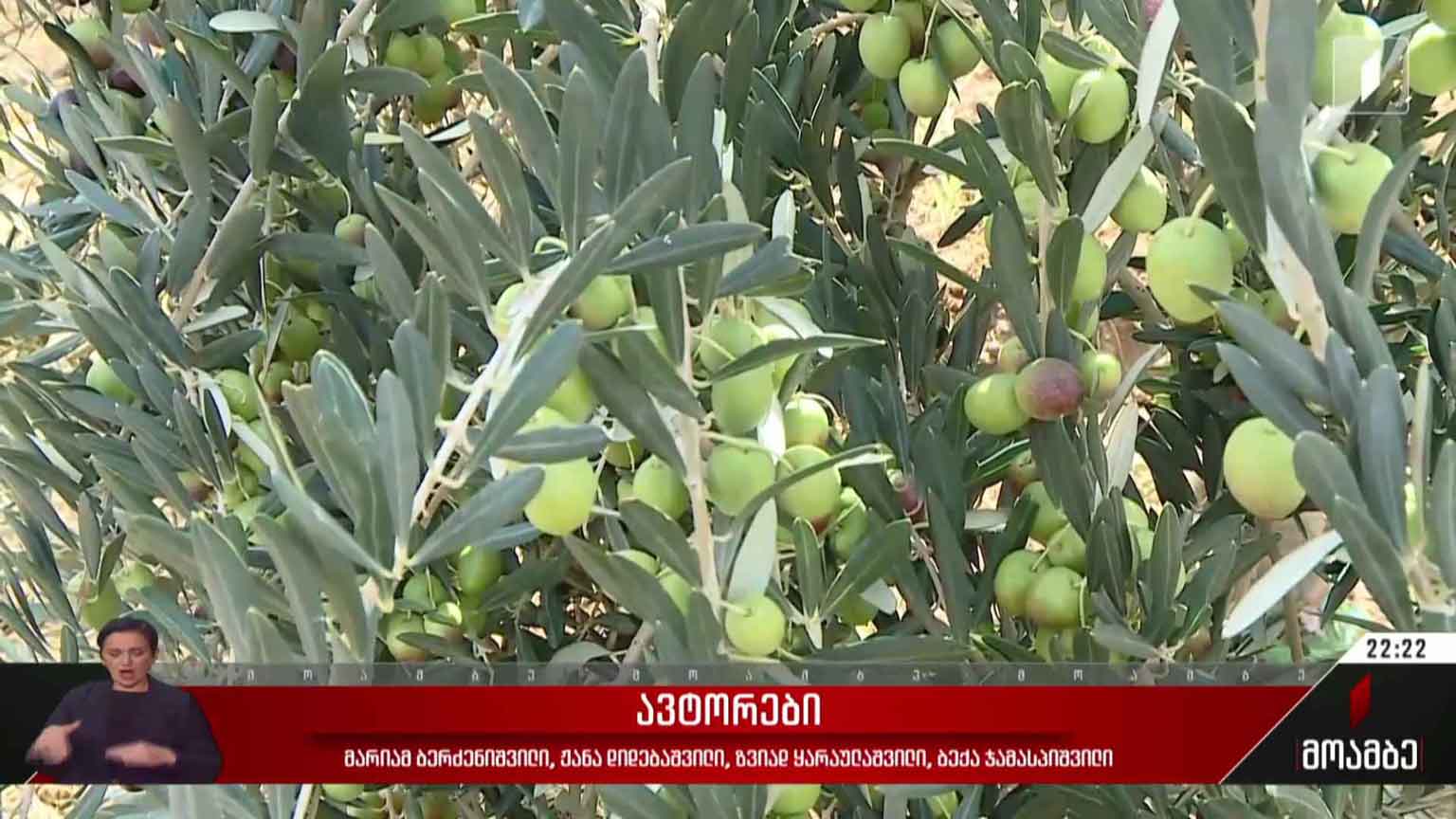ზეთისხილის წარმოების პერსპექტივა საქართველოში
