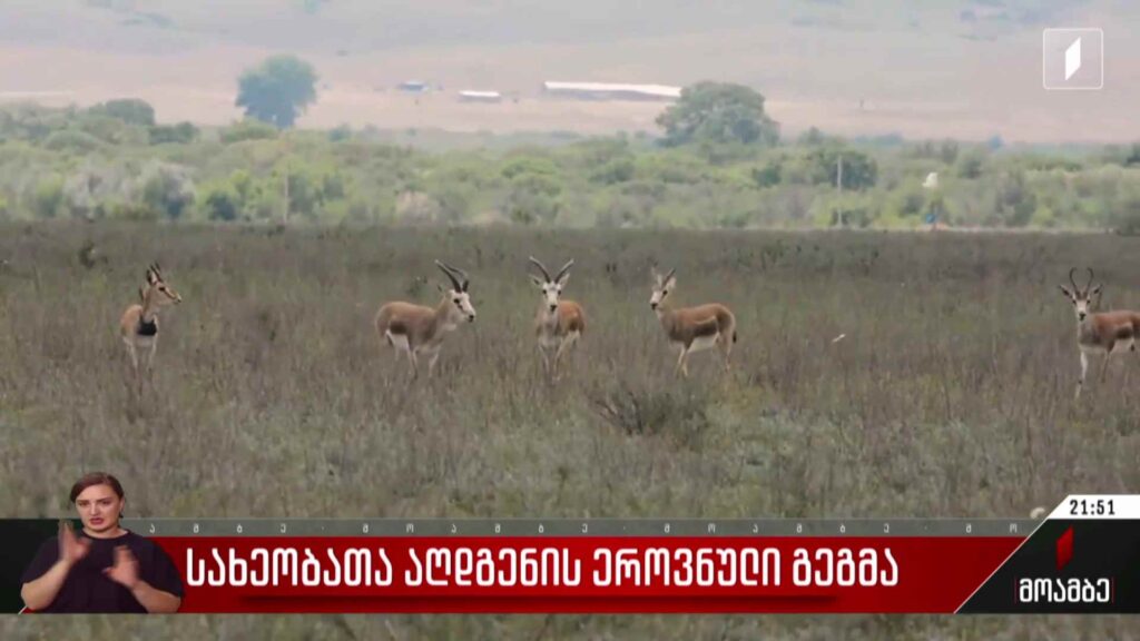 სახეობათა აღდგენის ეროვნული გეგმა