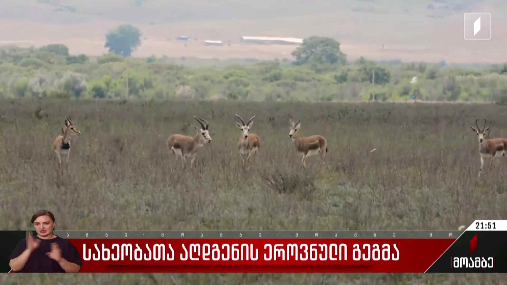 სახეობათა აღდგენის ეროვნული გეგმა