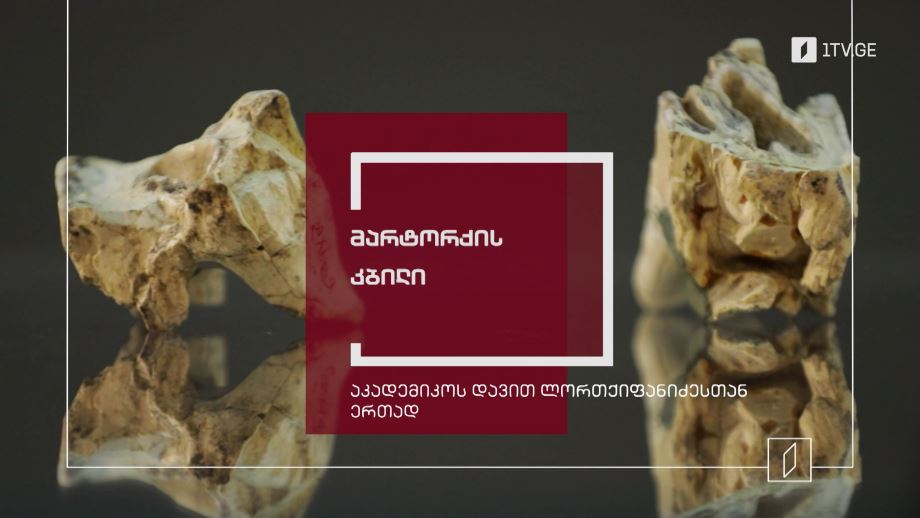 მარტორქის კბილი