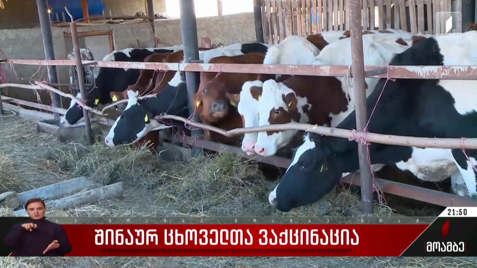 შინაურ ცხოველთა ვაქცინაცია