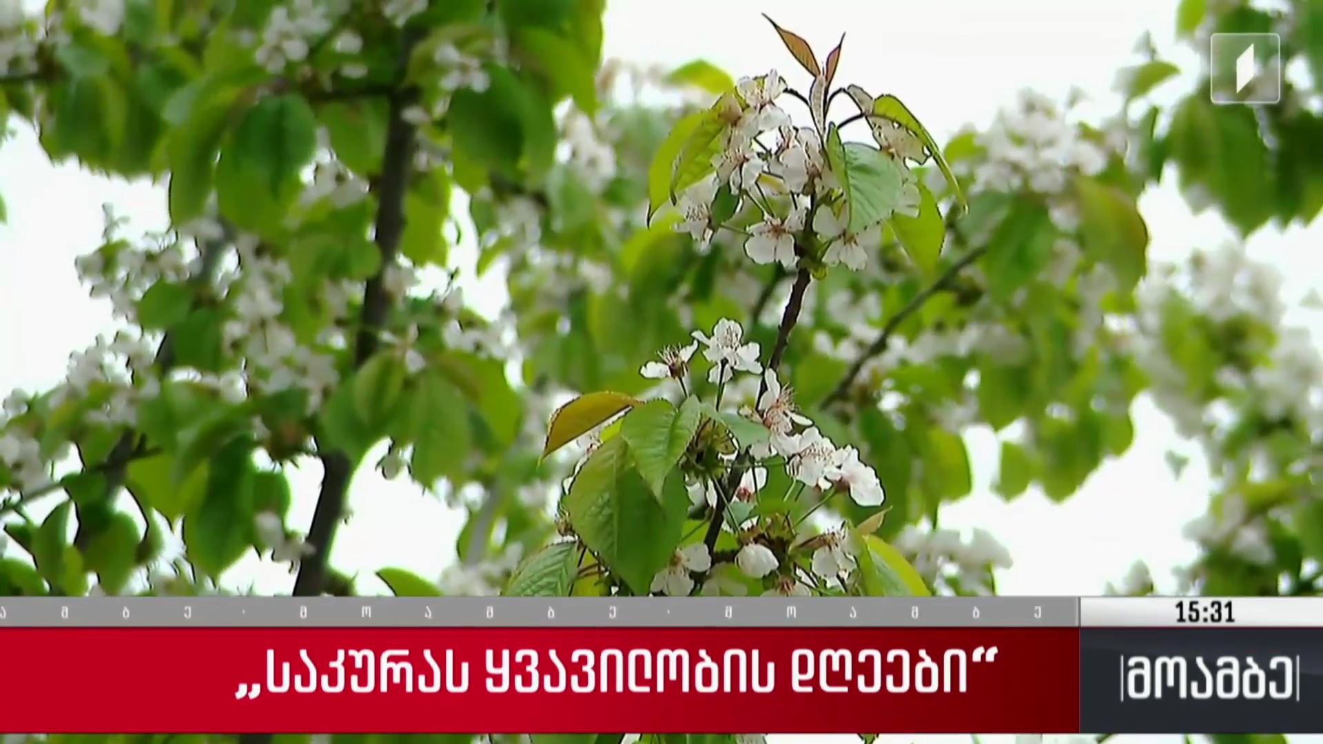 „საკურას ყვავილობის დღეები“ 