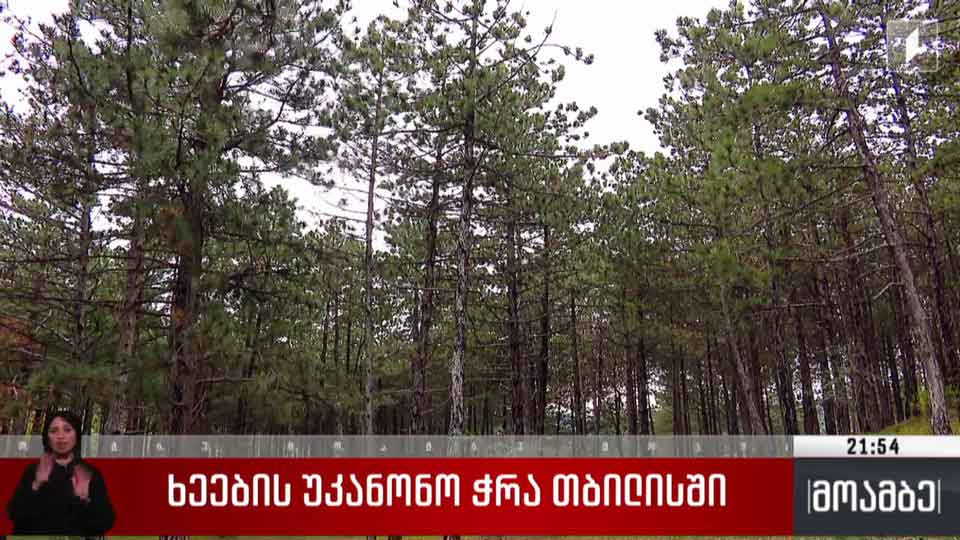 ხეების უკანონო ჭრა თბილისში