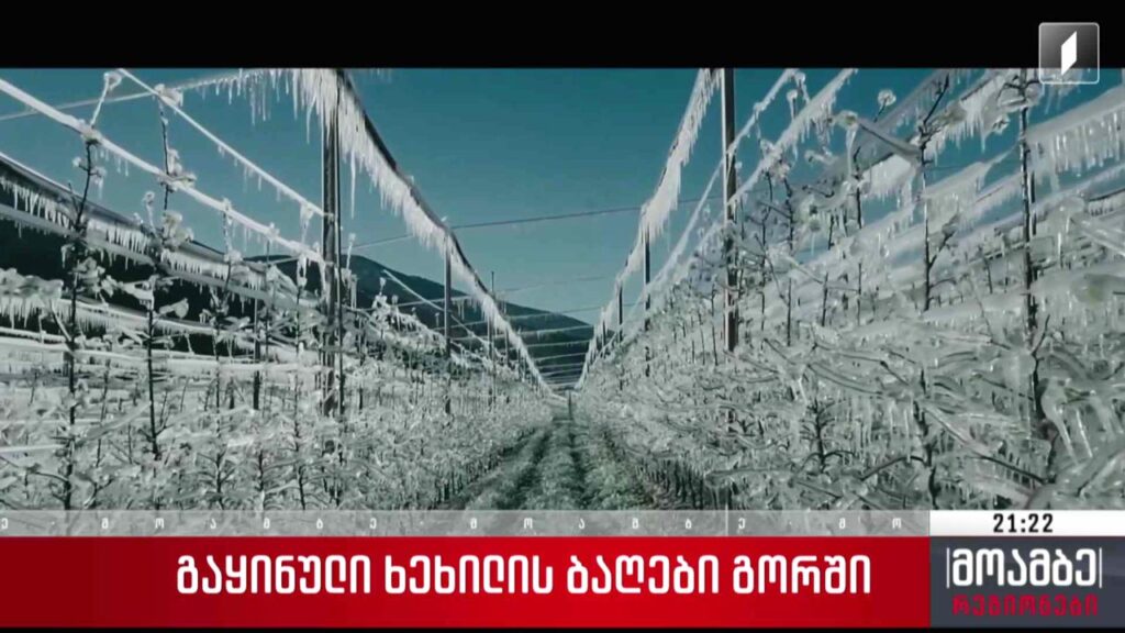 გაყინული ხეხილის ბაღები გორში
