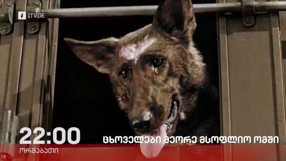 „ცხოველები მეორე მსოფლიო ომში“, „დოსიე“ – 5 მაისს, 22:00