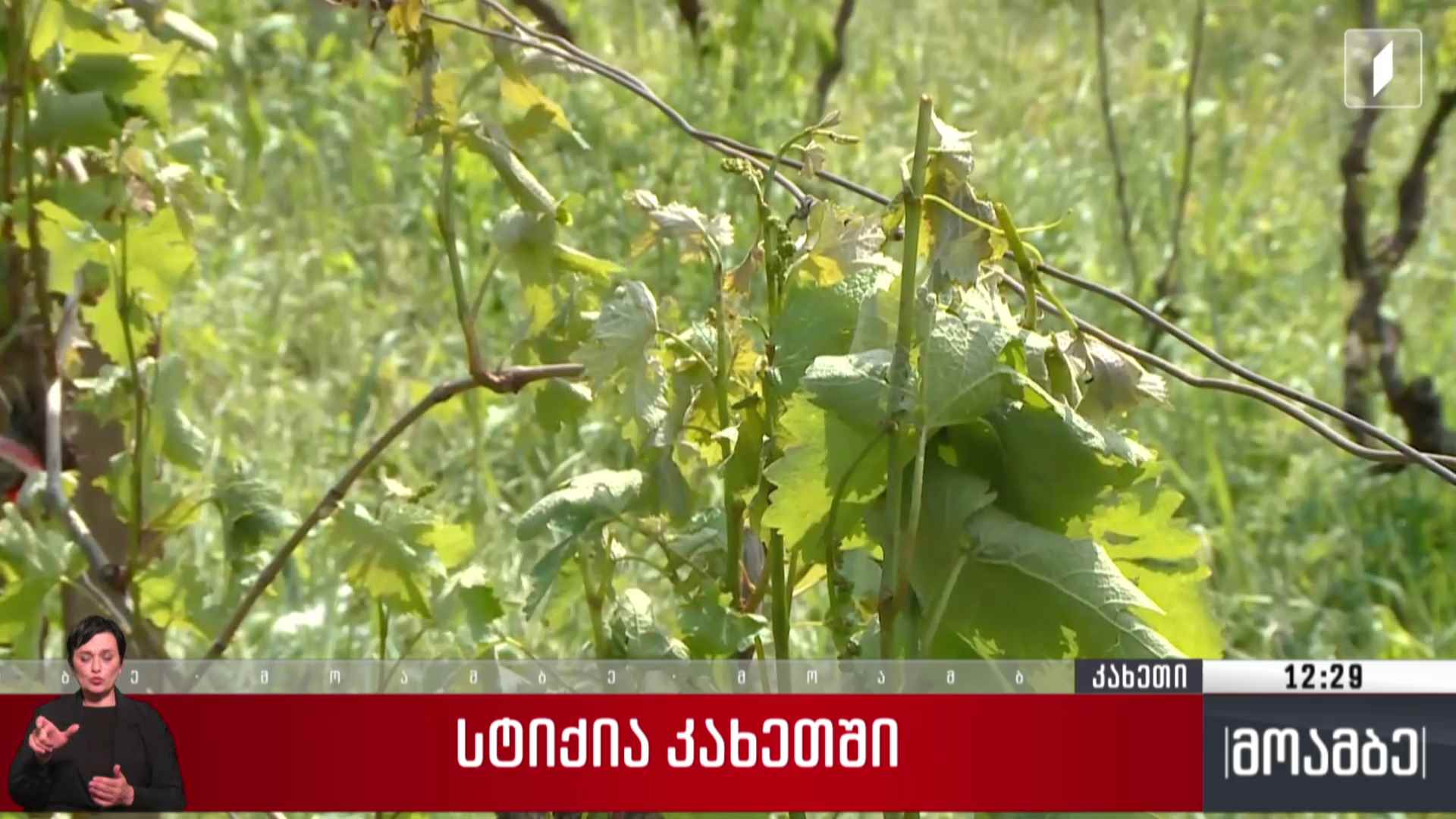 სტიქია კახეთში