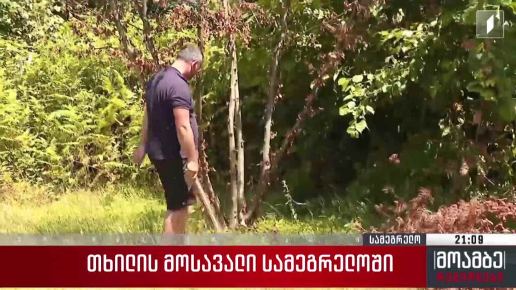 თხილის მოსავალი სამეგრელოში 