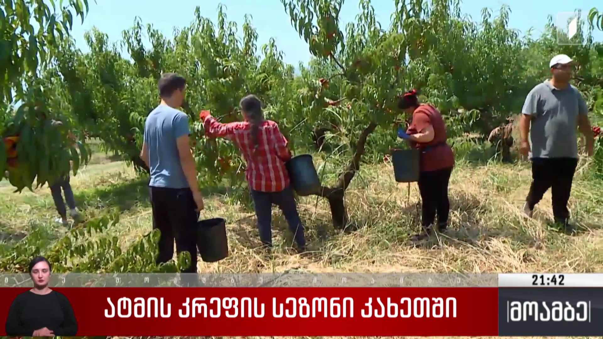 ატმის კრეფის სეზონი კახეთში