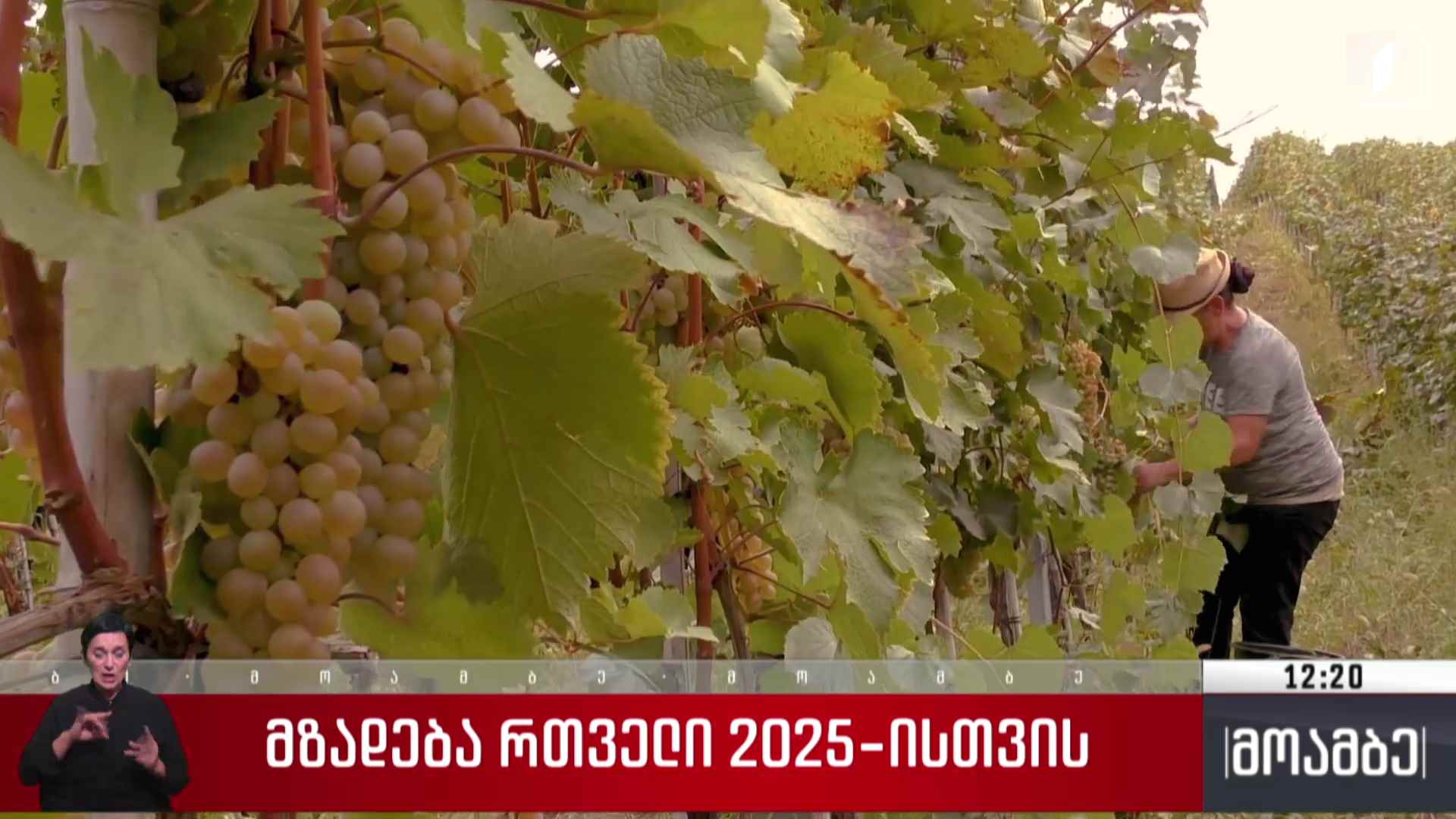 მზადება რთველი 2025-ისთვის