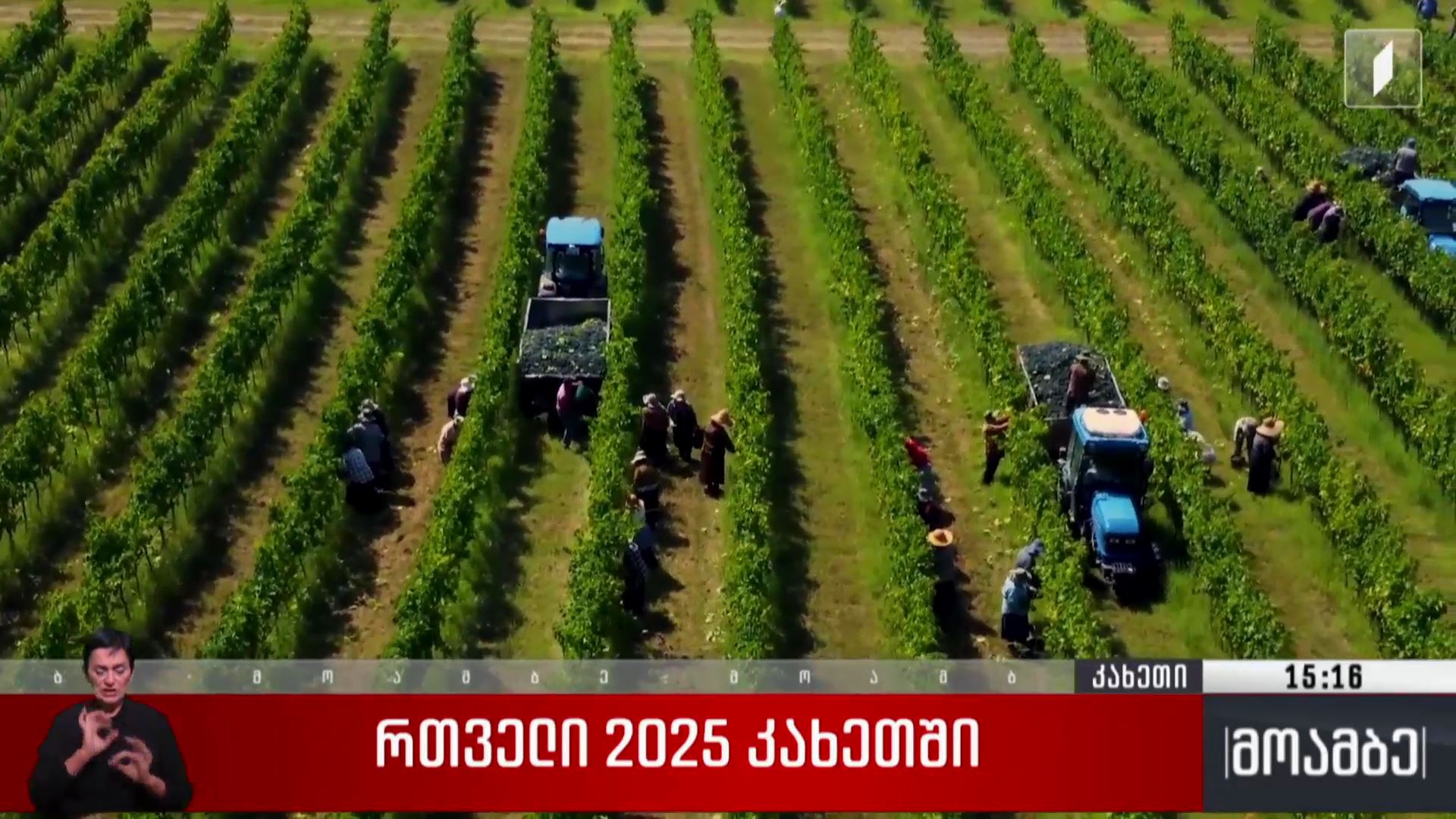 რთველი 2025 კახეთში