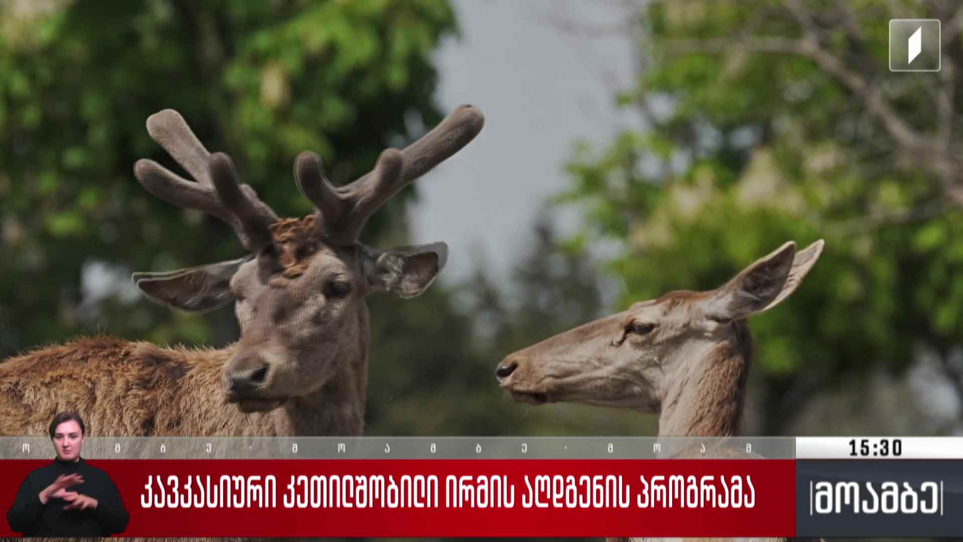 კავკასიური კეთილშობილი ირმის აღდგენის პროგრამა