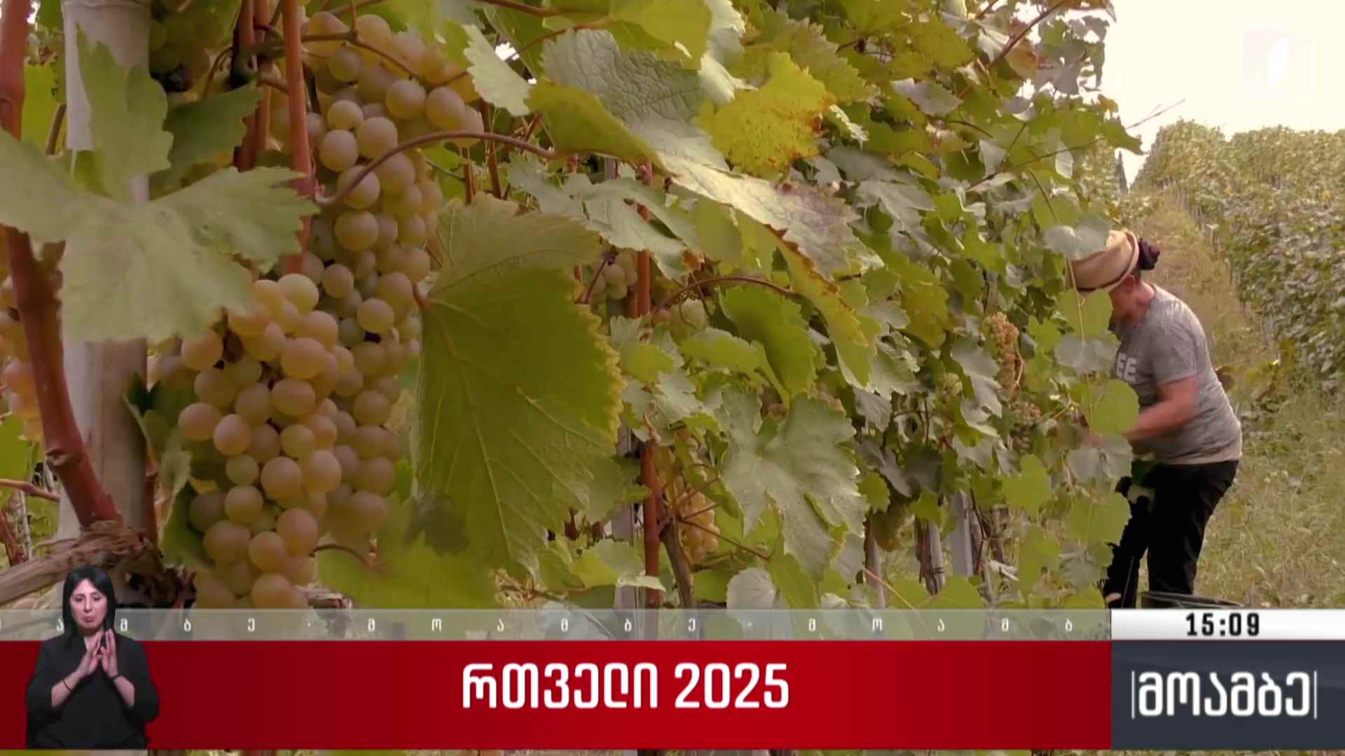 რთველი - 2025