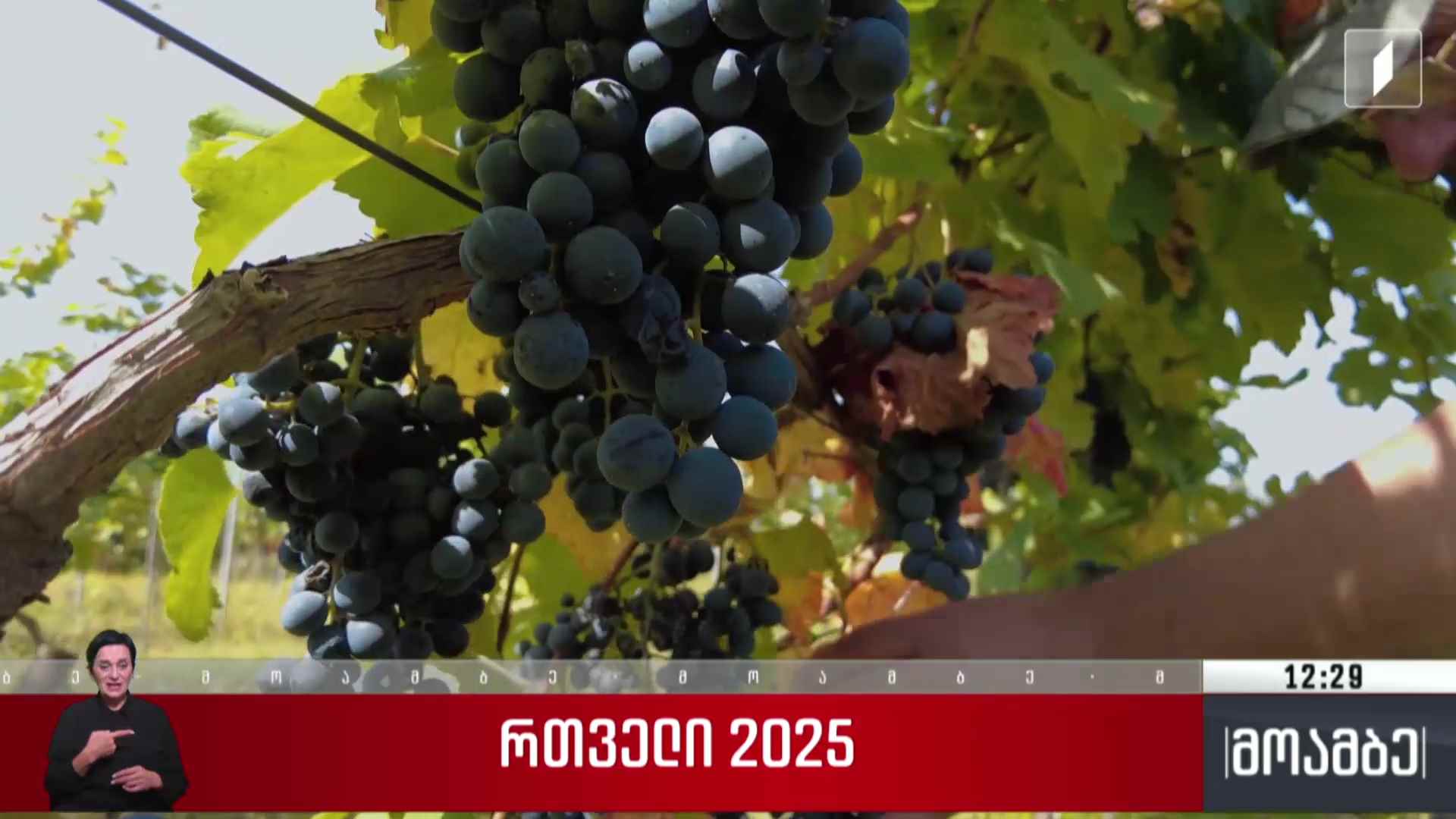 რთველი 2025