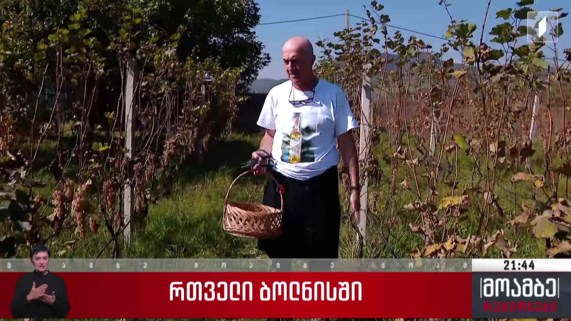 რთველი ბოლნისში