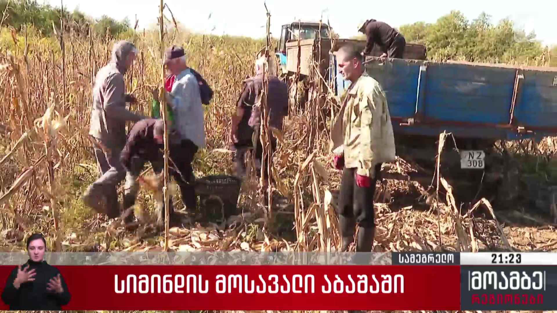 სიმინდის მოსავალი აბაშაში
