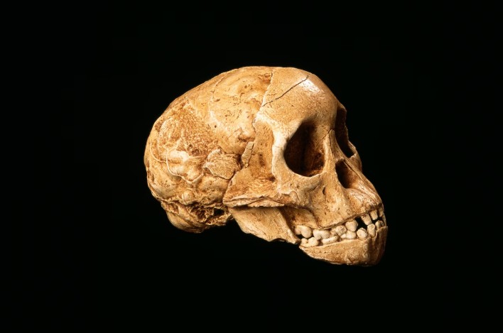 სინამდვილეში, ნეანდერტალელები შეიძლება არასოდეს გადაშენებულან &mdash; ახალი კვლევა #1tvმეცნიერება