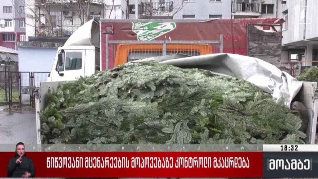 წიწვოვანი მცენარეების მოპოვებაზე კონტროლი მკაცრდება
