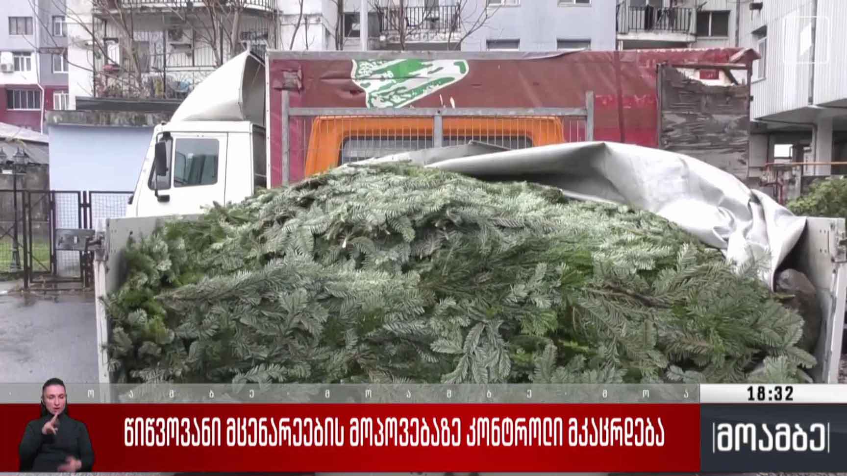 წიწვოვანი მცენარეების მოპოვებაზე კონტროლი მკაცრდება