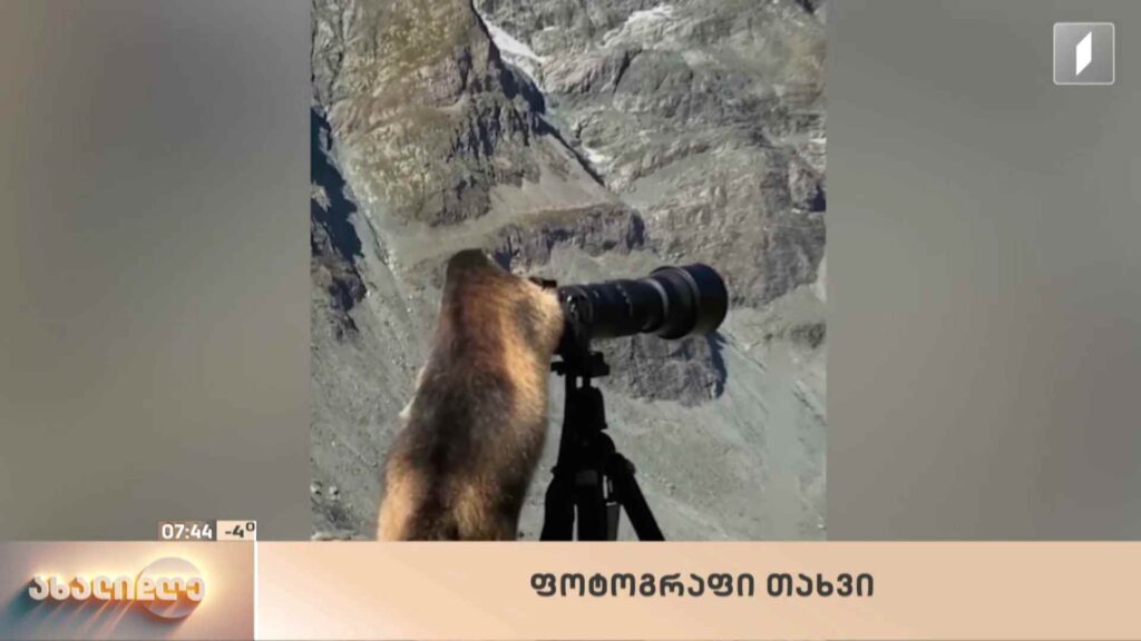 სახალისო ვიდეოები